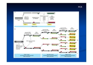 PCR

 