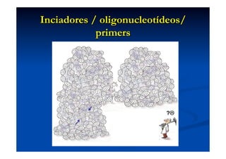 Inciadores / oligonucleotídeos/
primers

 