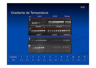 PCR

Gradiente de Temperatura
SC58

SC61

TM

Macias

Macias

Choachi

H8GS

D3493

Palma 2

Palma 2

H14

Caneleta

1

2

3

4

5

6

7

8

9

10

11

12

TºC

45,9

46,7

48

49,9

52,1

54,4

56,9

59,3

61,4

63

64,2

65

 