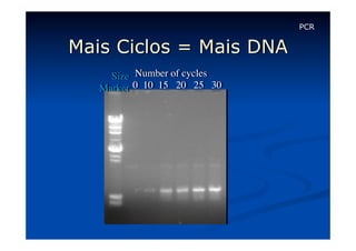 PCR

Mais Ciclos = Mais DNA
Size	

 Number of cycles	

Marker	

 0 10 15 20 25 30	


 