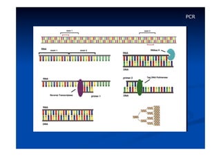 PCR

 