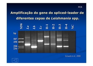 PCR

Amplificação do gene do spliced-leader de

NC

H-4

H-3

H-2

H-1

Lc

Lb

La

MW

diferentes cepas de Leishmania spp.

bp
587 458 298 236 Grisard et al., 2000

 