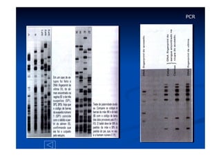 PCR

 