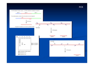 PCR

 
