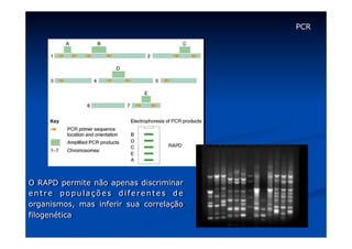 PCR

O RAPD permite não apenas discriminar
entre populações diferentes de
organismos, mas inferir sua correlação
filogenética

 