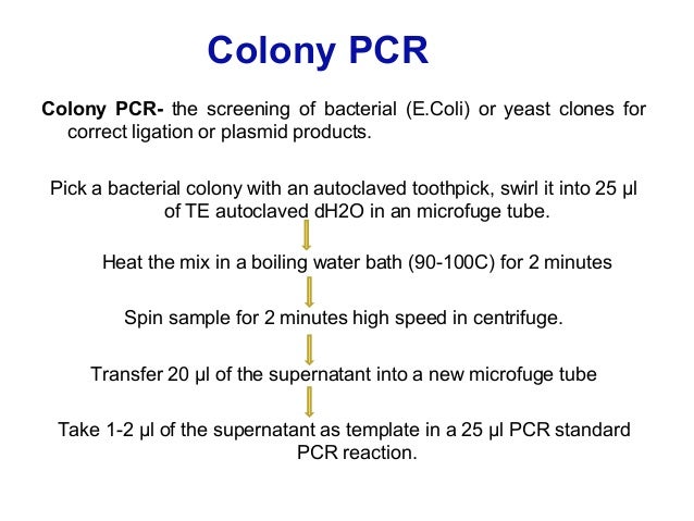 Download Colony Pcr Ppt Background
