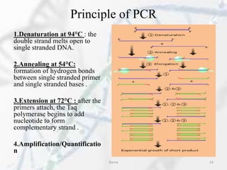 Principle of PCR
1.Denaturation at 94°C : the
double strand melts open to
single stranded DNA.
2.Annealing at 54°C:
formation of hydrogen bonds
between single stranded primer
and single stranded bases .
3.Extension at 72°C : after the
primers attach, the Taq
polymerase begins to add
nucleotide to form
complementary strand .
4.Amplification/Quantificatio
n
Barna 14
 