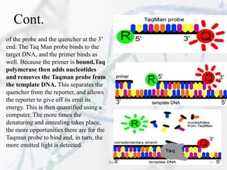 Cont.
of the probe and the quencher at the 3’
end. The Taq Man probe binds to the
target DNA, and the primer binds as
well. Because the primer is bound,Taq
polymerase then adds nucleotides
and removes the Taqman probe from
the template DNA. This separates the
quencher from the reporter, and allows
the reporter to give off its emit its
energy. This is then quantified using a
computer. The more times the
denaturing and annealing takes place,
the more opportunities there are for the
Taqman probe to bind and, in turn, the
more emitted light is detected.
Barna 17
 