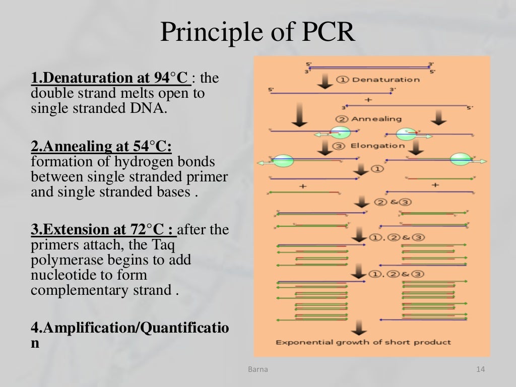 Pcr