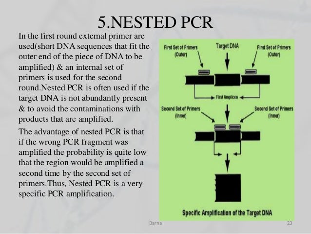 Pcr pcr temperature diagram 