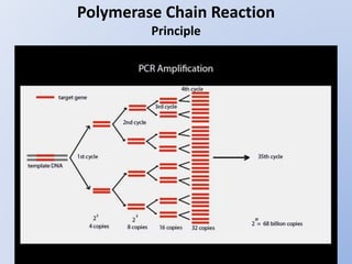 Polymerase Chain Reaction
Principle
 