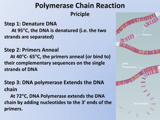 Polymerase Chain Reaction
Priciple
Step 1: Denature DNA
At 95C, the DNA is denatured (i.e. the two
strands are separated)...