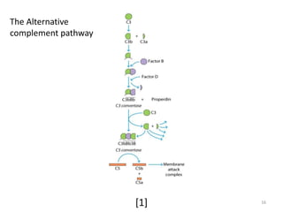 The Alternative
complement pathway
16[1]
 