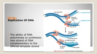 Replicate Dna Pcr Pcr | PPTX