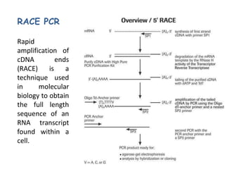 Polymerase Chain Reaction | PPTX