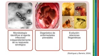 (Rodríguez y Barrera, 2004)
Microbiología:
identificar el agente
infeccioso
independientemente
de su respuesta
serológica
Diagnóstico de
enfermedades
prenatales
Evolución:
relaciones
filogenéticas
 