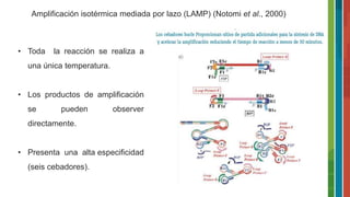 Amplificación isotérmica mediada por lazo (LAMP) (Notomi et al., 2000)
• Toda la reacción se realiza a
una única temperatura.
• Los productos de amplificación
se pueden observer
directamente.
• Presenta una alta especificidad
(seis cebadores).
 