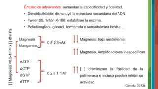 Empleo de adyuvantes: aumentan la especificidad y fidelidad.
• Dimetilsulfóxido: disminuye la estructura secundaria del ADN.
• Tween 20, Tritón X-100: estabilizan la enzima.
• Polietilenglicol, glicerol, formamida o seroalbúmina bovina…
Magnesio
Manganeso
0.5-2.5mM
Magnesio: bajo rendimiento.
Magnesio. Amplificaciones inespecíficas.
dATP
dCTP
dGTP
dTTP
0.2 a 1 mM
[ ] disminuyen la fidelidad de la
polimerasa e incluso pueden inhibir su
actividad
[]Magnesio=0.5-1mMx[]dNTPs
(Garrido, 2013)
 