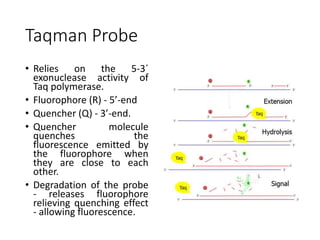 Taqman Probe
• Relies on the 5-3´
exonuclease activity of
Taq polymerase.
• Fluorophore (R) - 5’-end
• Quencher (Q) - 3’-end.
• Quencher molecule
quenches the
fluorescence emitted by
the fluorophore when
they are close to each
other.
• Degradation of the probe
- releases fluorophore
relieving quenching effect
- allowing fluorescence.
 