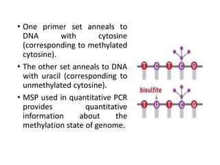 • One primer set anneals to
DNA with cytosine
(corresponding to methylated
cytosine).
• The other set anneals to DNA
with uracil (corresponding to
unmethylated cytosine).
• MSP used in quantitative PCR
provides quantitative
information about the
methylation state of genome.
 