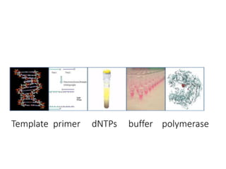 Template primer dNTPs buffer polymerase
 