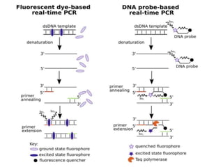 Project Pcr PCR | PPTX