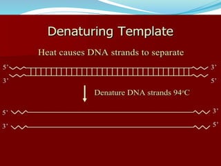 Polymerase cHain reaction procedure and application