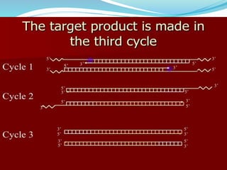 Polymerase cHain reaction procedure and application