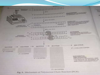Polymerase cHain reaction procedure and application