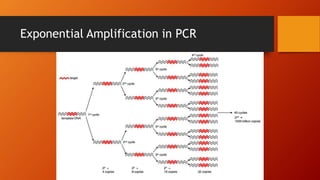 Exponential Amplification in PCR
 