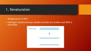 1. Denaturation
• Temperature is 94ºC
• Hydrogen bonds between double strands are broken and DNA is
unwinded
 
