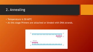 2. Annealing
• Temperature is 50-60ºC
• At this stage Primers are attached or binded with DNA strands.
 