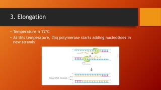 3. Elongation
• Temperature is 72ºC
• At this temperature, Taq polymerase starts adding nucleotides in
new strands
 