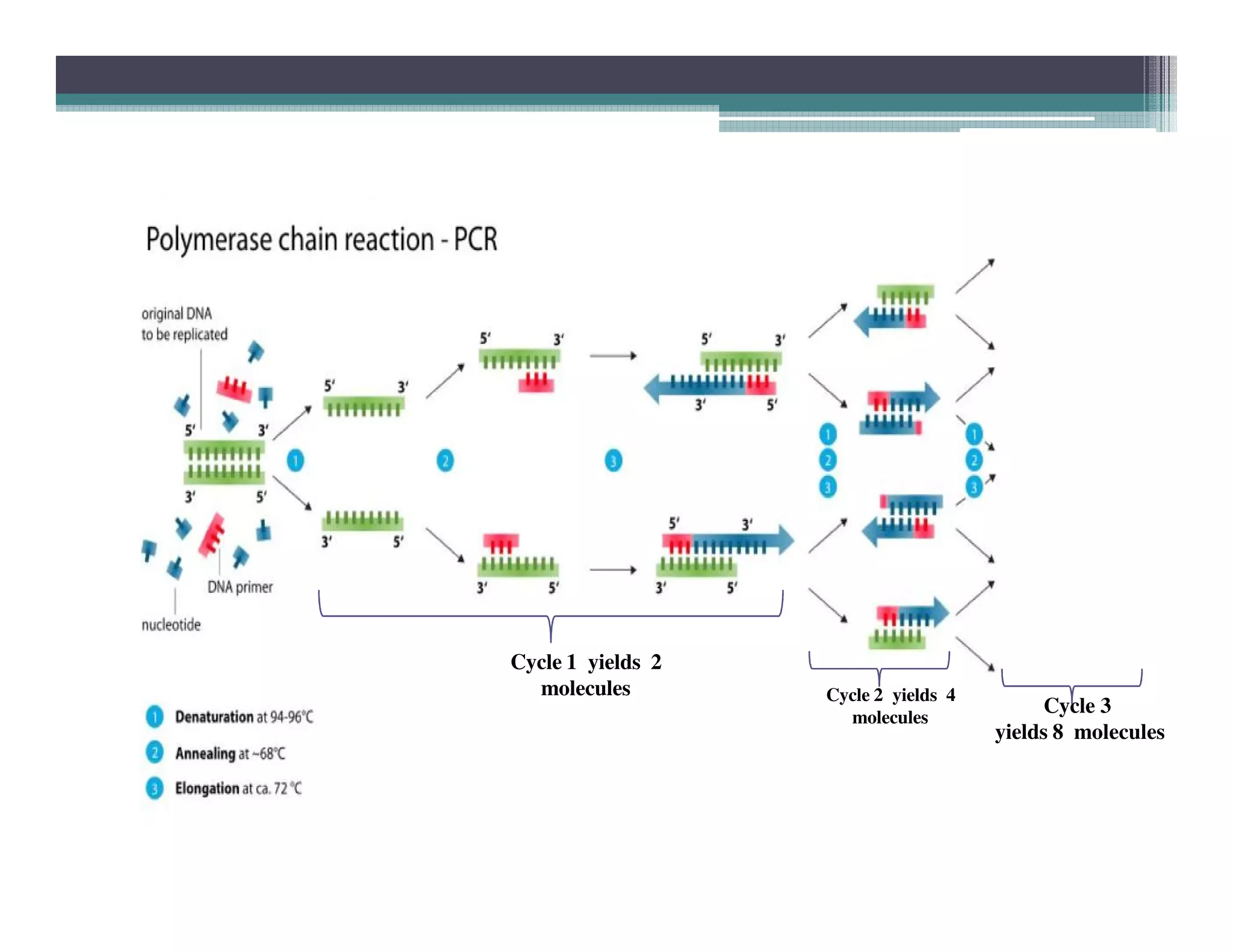 Cycle 1 yields 2
molecules Cycle 2 yields 4
molecules
Cycle 3
yields 8 molecules
 