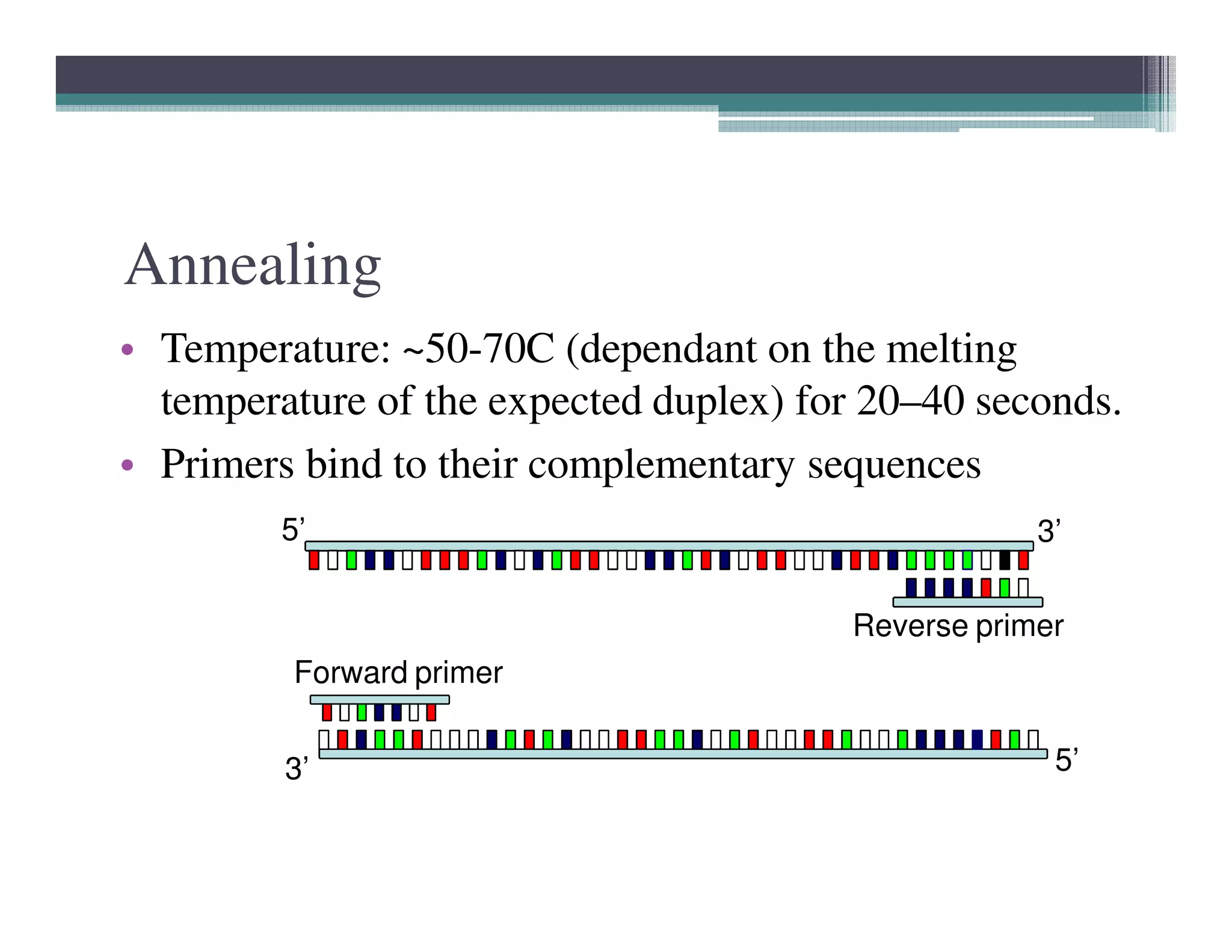 Annealing
• Temperature: ~50-70C (dependant on the melting
temperature of the expected duplex) for 20–40 seconds.
• Primers bind to their complementary sequences• Primers bind to their complementary sequences
5’3’
Forward primer
Reverse primer
5’ 3’
 