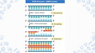 10
5'
5'
5'
5'
5'
5'
5'
5'
5'
5'
5'
3'
3'
3'
3'
3'
3'
3'
3'
3'
3'
3'
3'
5'
 