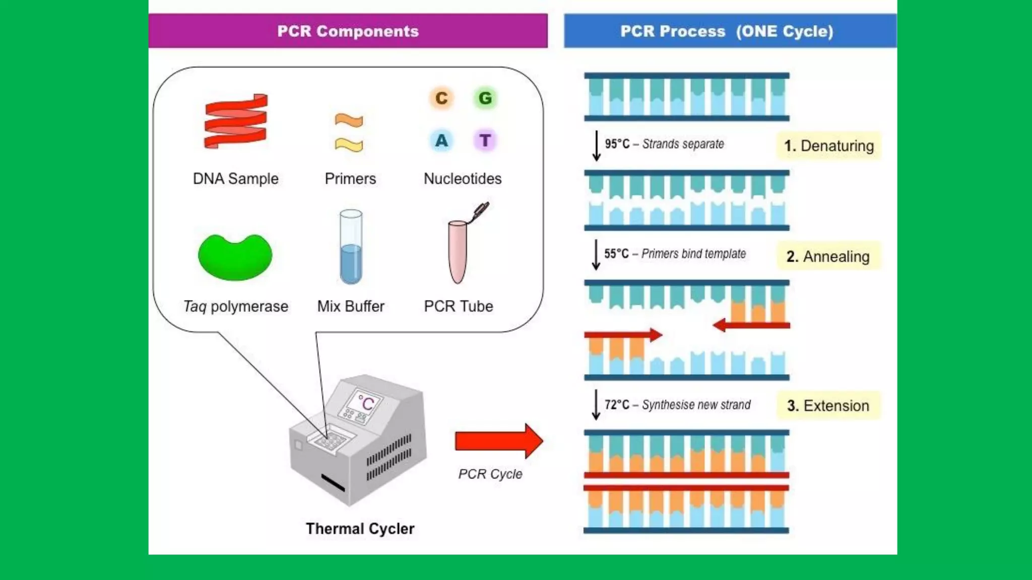 Pcr | PDF