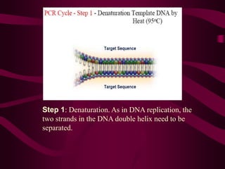 Polymerase Chain Reaction | PPT