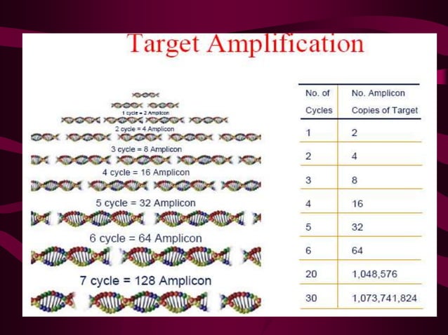 Polymerase Chain Reaction | PPT