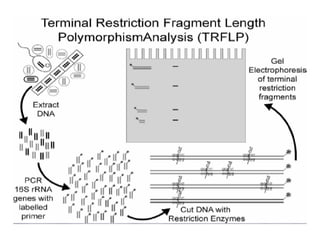 Pcr Slideshow Pcr | PDF