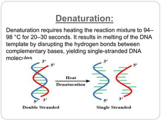 Denaturation:
Denaturation requires heating the reaction mixture to 94–
98 °C for 20–30 seconds. It results in melting of the DNA
template by disrupting the hydrogen bonds between
complementary bases, yielding single-stranded DNA
molecules
 