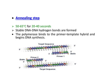  Annealing step
 50-65°C for 20-40 seconds
 Stable DNA-DNA hydrogen bonds are formed
 The polymerase binds to the primer-template hybrid and
begins DNA synthesis.
 