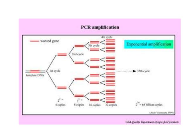 PCR.pptx | Genetics | Science