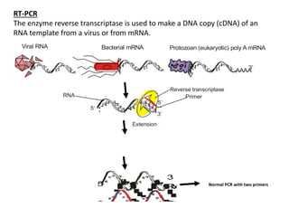 PCR.pptx