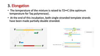 3. Elongation
• The temperature of the mixture is raised to 72∞C (the optimum
temperature for Taq polymerase) .
• At the end of this incubation, both single-stranded template strands
have been made partially double stranded.
 
