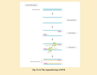 Fig 3-2.3.2 The sequential steps of PCR
 