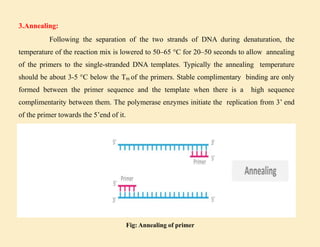 3.Annealing:
Following the separation of the two strands of DNA during denaturation, the
temperature of the reaction mix is lowered to 50–65 °C for 20–50 seconds to allow annealing
of the primers to the single-stranded DNA templates. Typically the annealing temperature
should be about 3-5 °C below the Tm of the primers. Stable complimentary binding are only
formed between the primer sequence and the template when there is a high sequence
complimentarity between them. The polymerase enzymes initiate the replication from 3’ end
of the primer towards the 5’end of it.
Fig: Annealing of primer
 