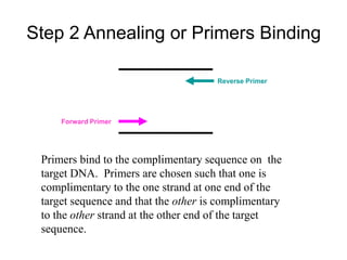 Step 2 Annealing or Primers Binding
Primers bind to the complimentary sequence on the
target DNA. Primers are chosen such that one is
complimentary to the one strand at one end of the
target sequence and that the other is complimentary
to the other strand at the other end of the target
sequence.
Forward Primer
Reverse Primer
 