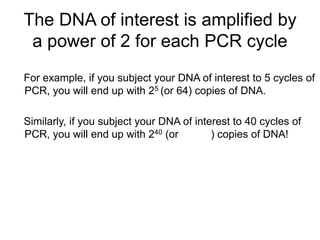 The DNA of interest is amplified by
a power of 2 for each PCR cycle
For example, if you subject your DNA of interest to 5 cycles of
PCR, you will end up with 25 (or 64) copies of DNA.
Similarly, if you subject your DNA of interest to 40 cycles of
PCR, you will end up with 240 (or ) copies of DNA!
 