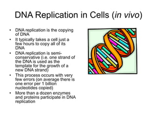 DNA Replication in Cells (in vivo)
• DNA replication is the copying
of DNA
• It typically takes a cell just a
few hours to copy all of its
DNA
• DNA replication is semi-
conservative (i.e. one strand of
the DNA is used as the
template for the growth of a
new DNA strand)
• This process occurs with very
few errors (on average there is
one error per 1 billion
nucleotides copied)
• More than a dozen enzymes
and proteins participate in DNA
replication
 